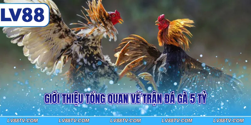 Giới thiệu tổng quan về trận đá gà 5 tỷ