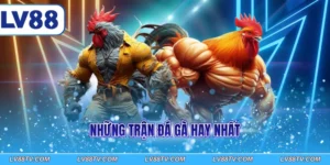 Những trận đá gà hay nhất