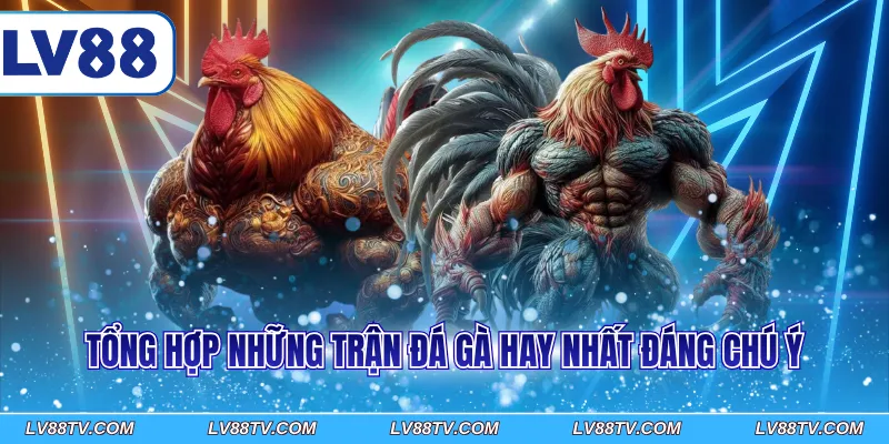 Tổng hợp những trận đá gà hay nhất đáng chú ý